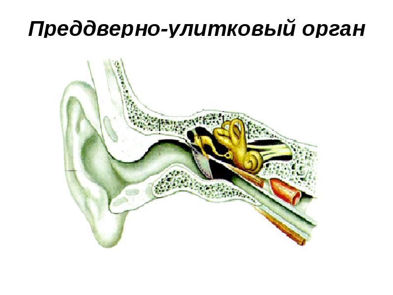 Схема строения преддверно улиткового органа