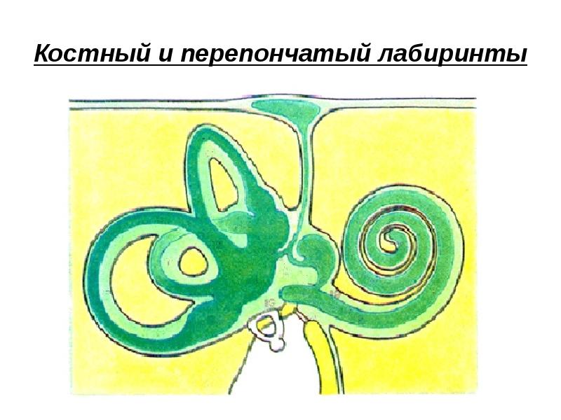 Костный и перепончатый лабиринты