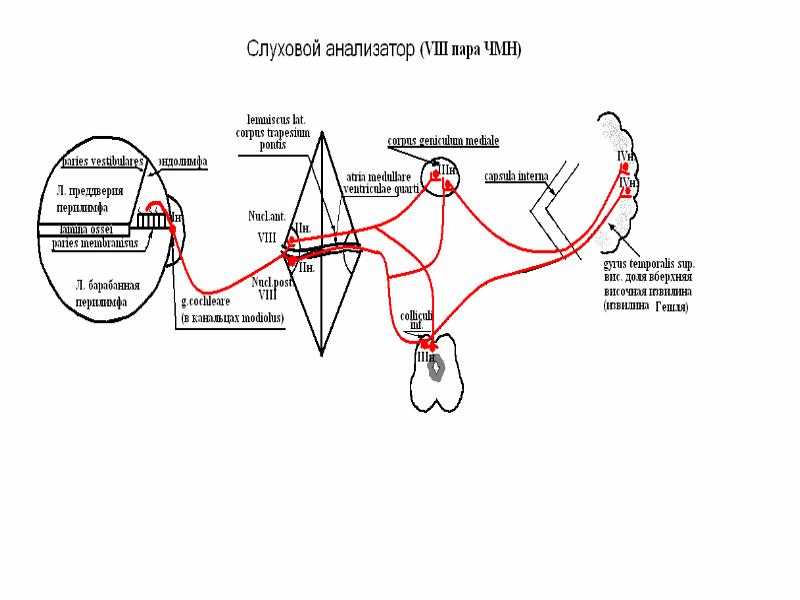Путь слухового анализатора схема