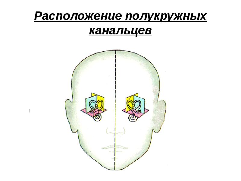 Расположение полукружных канальцев