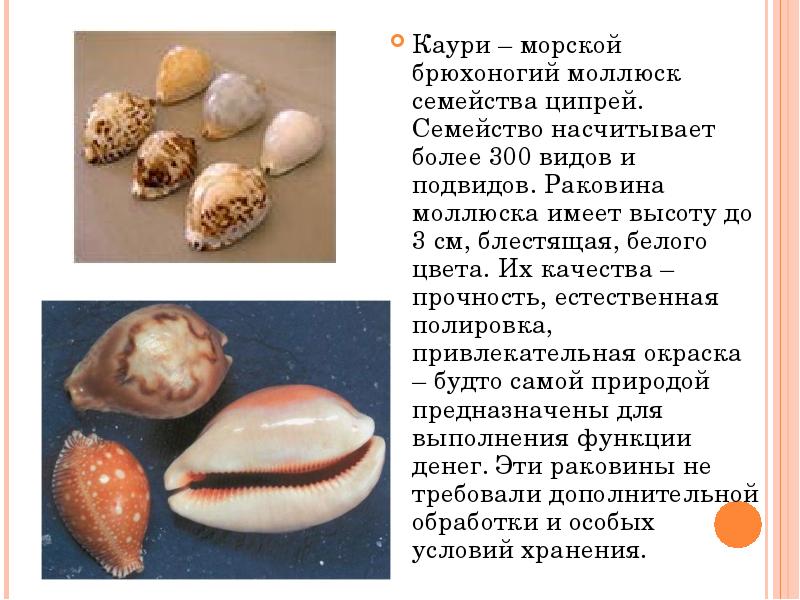 Картинка раковины каури