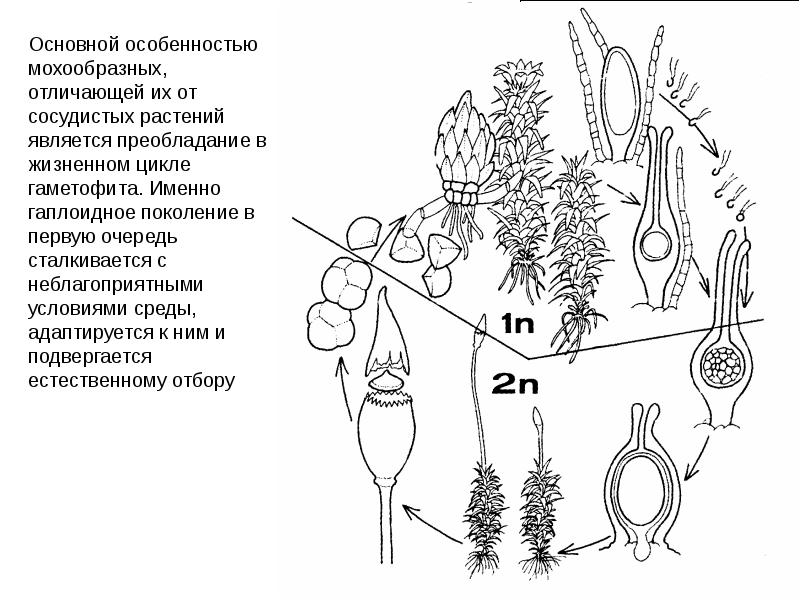 Рассмотрите схему жизненного цикла мха установите соответствие между характеристиками и стадиями