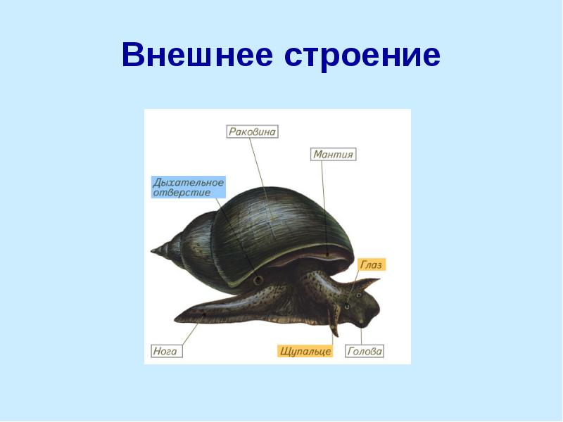 раковина брюхоногих моллюсков состоит. внешнее строение катушки. внешнее строение катушки. внешнее строение катушки. внутреннее строение моллюска пищеварительная система.