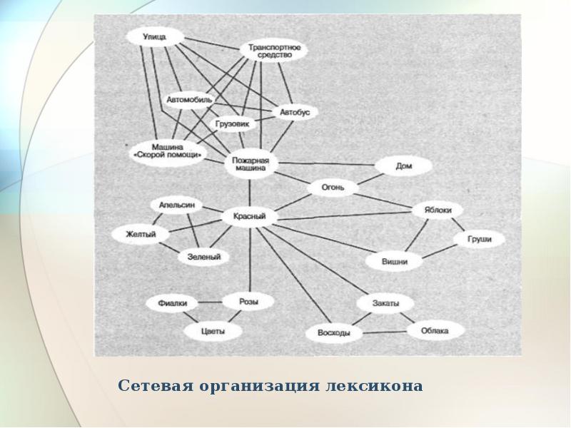 Лексика сеть. Ментальный лексикон. Сетевые организации. Модель ментального лексикона. Структура ментального лексикона Залевской.