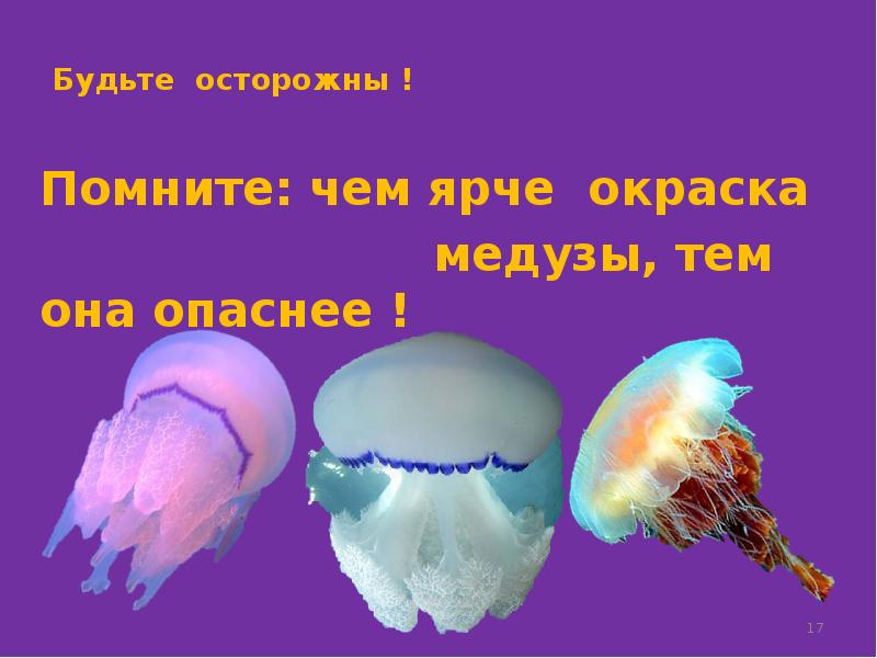 Чем опасны медузы. Медузы. Ядовитые медузы. Не ядовитые медузы.