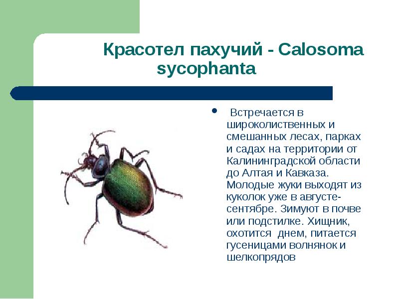 Красная книга России Жук красотел. Сообщение о Жук красотел 3 класс окружающий мир. Красотел пахучий.