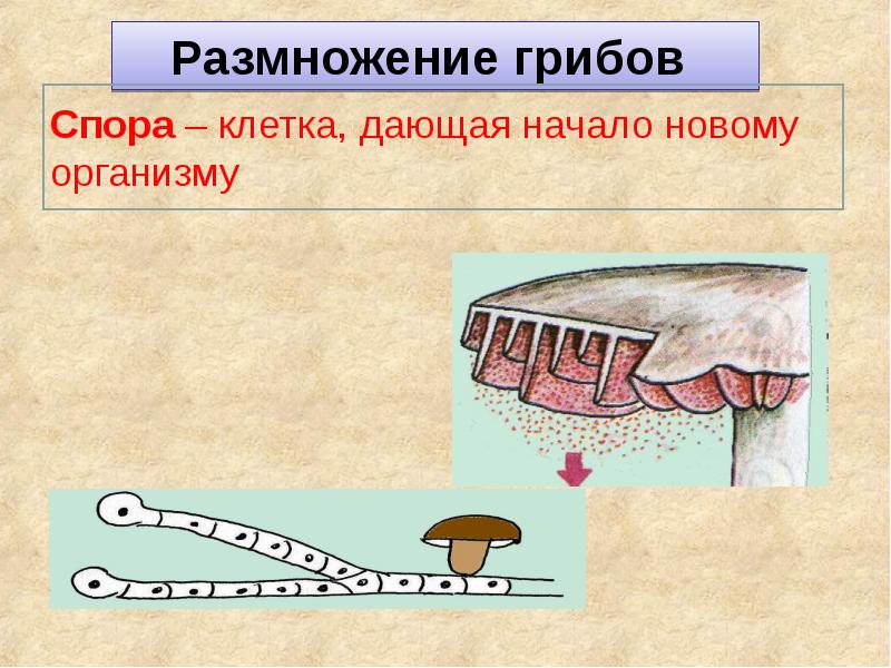 Грибы размножаются. Где образуются споры у грибов. Споры грибов образуются. Размножение грибов. Как размножаются грибы 5 класс.