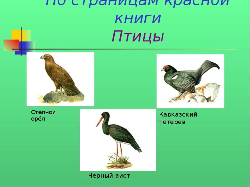 Зеленая книга презентация