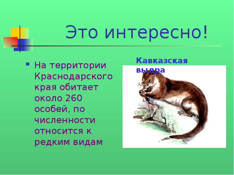 Животные красной книги краснодарского края. Кавказская выдра красная книга. Кавказская выдра красная книга Краснодарского края. Кавказская выдра сообщение 2 класс. Кавказская выдра проект 3 класс.