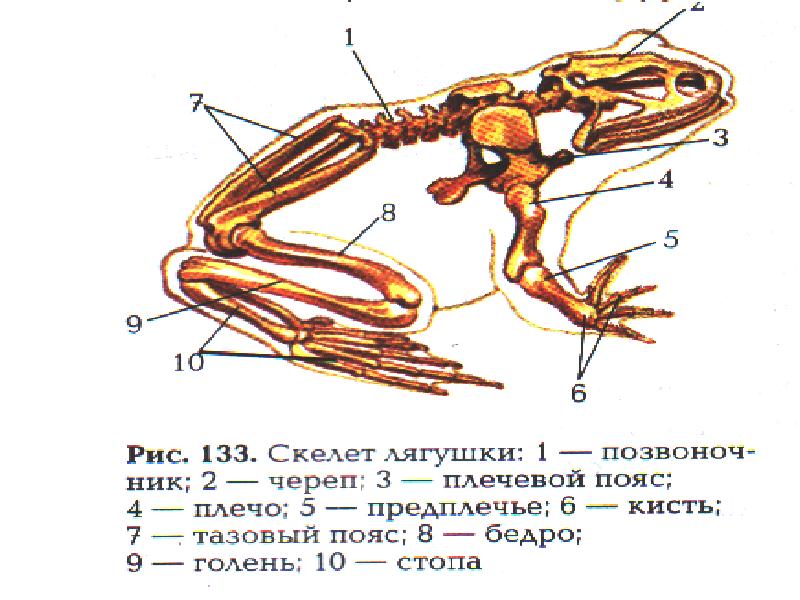 Скелет земноводных 8 класс