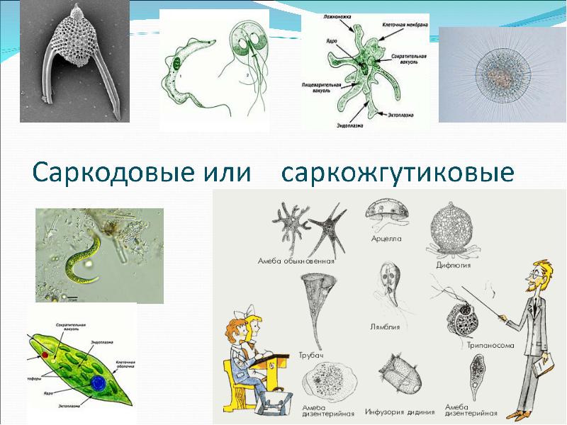 Отличительный признак простейших