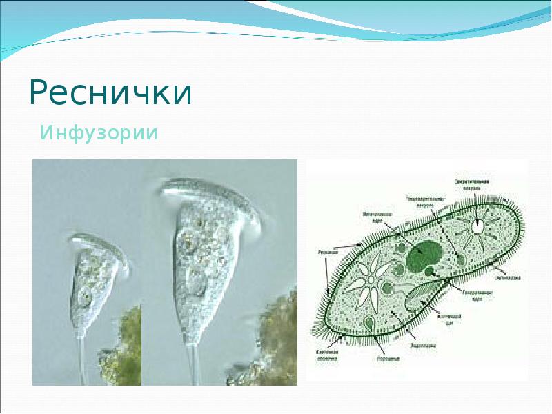 К какому типу относят животное изображенное на рисунке