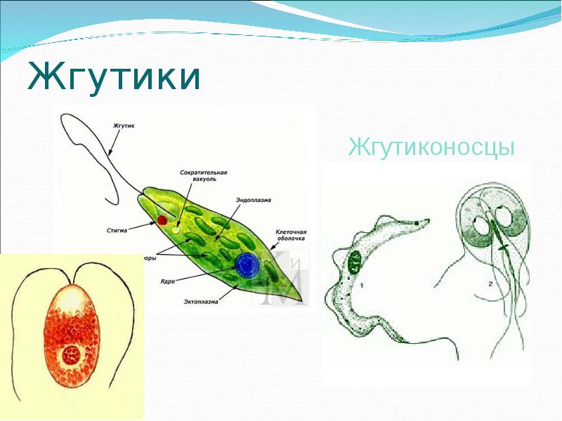 Строение жгутиконосцев. Жгутик жгутиковых. Жгутики простейших. Жгутиковые простейшие жгутики. Передвижение жгутиковых.