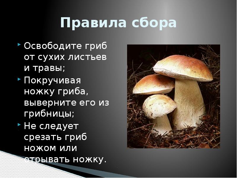 Сообщение многообразие и значение грибов