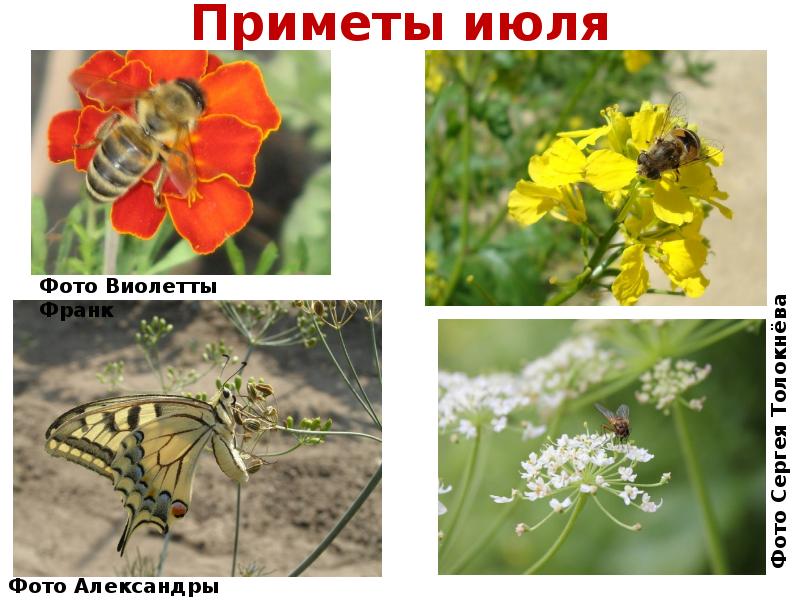 Народные приметы на 21 июля. 10 июля что можно. Прокопьев день поздравления. 9 августа великомученика и целителя пантелеймона. День петра и февронии в 2022.