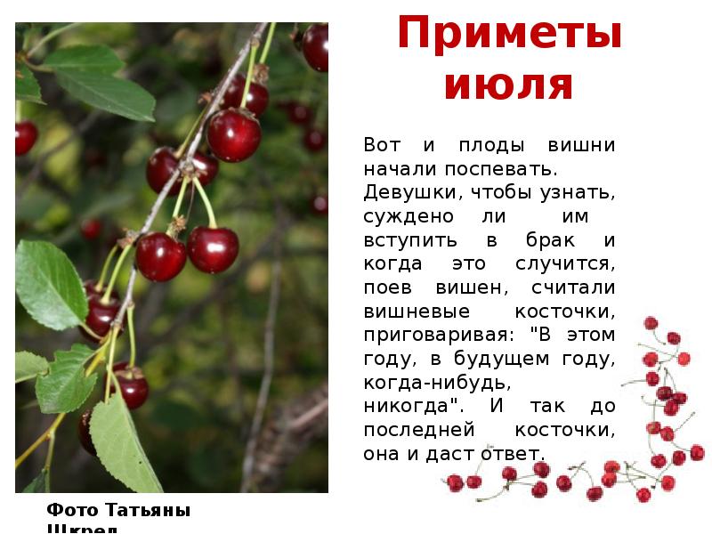 Народные приметы на 2 июля. Приметы июля. Загадка про вишню. Народные приметы на июль.