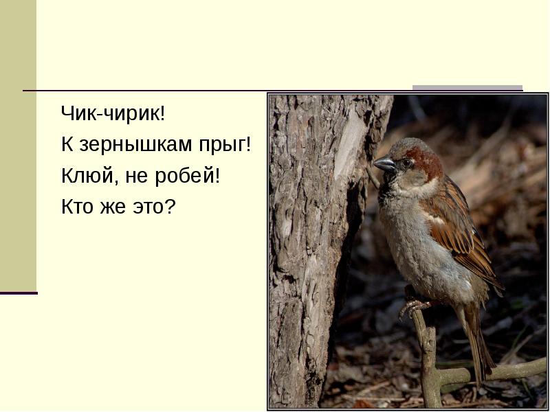 Песня чик чирик воробей. Чик чирик к зернышкам Прыг Клюй не робей кто это. Чирик птица. Кто такой Чик чирик. Воробушек Прыг Прыг.