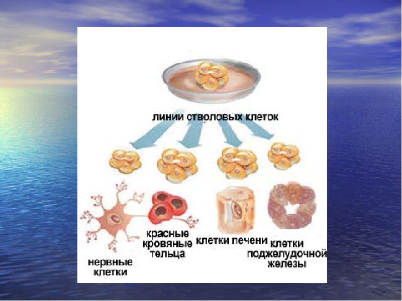 Стволовые клетки презентация