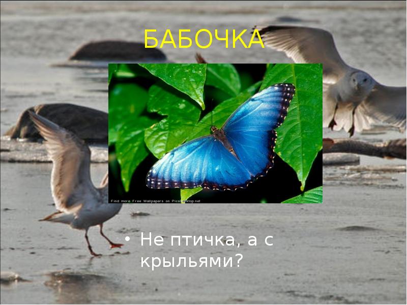 Не птичка а с крыльями бабочка