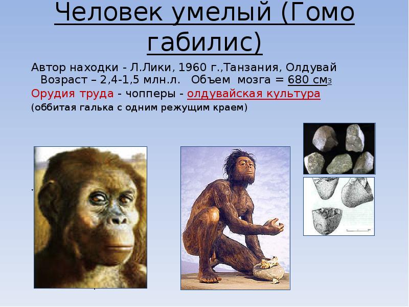 Человек умелый кратко. Хомо хабилис таблица. Человек умелый homo habilis характеристика. Человек умелый хомо хабилис. Отличительные черты человека умелого.