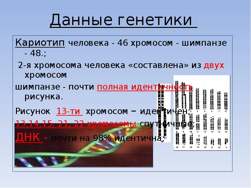 Сколько хромосом у шимпанзе. Кариотип человека и шимпанзе. Вторая хромосома человека. 46 Хромосом у человека. Данные генетики.