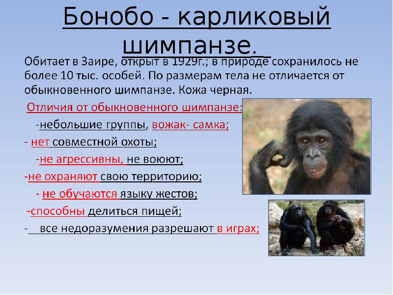 Шимпанзе подобрать прилагательное. Шимпанзе бонобо. Бонобо и шимпанзе сравнение. Классификация шимпанзе карликовый. Карликовые шимпанзе бонобо.