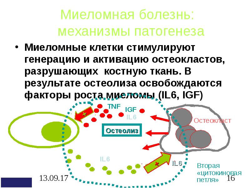 Миеломная болезнь белок