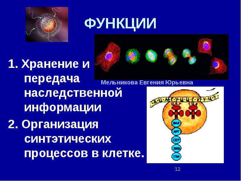 Генетическая информация в клетке презентация