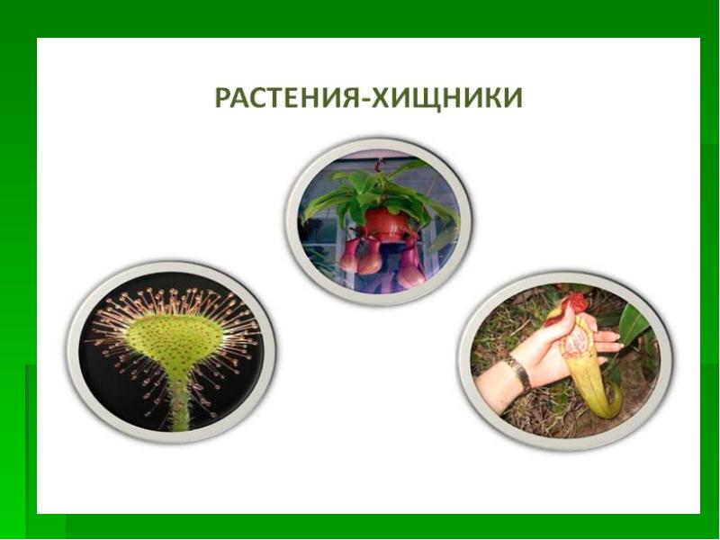 Растения хищники проект