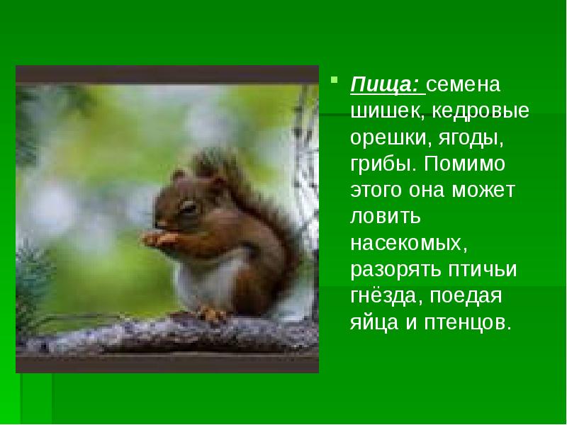 Пища: семена шишек, кедровые орешки, ягоды, грибы. Помимо этого она может