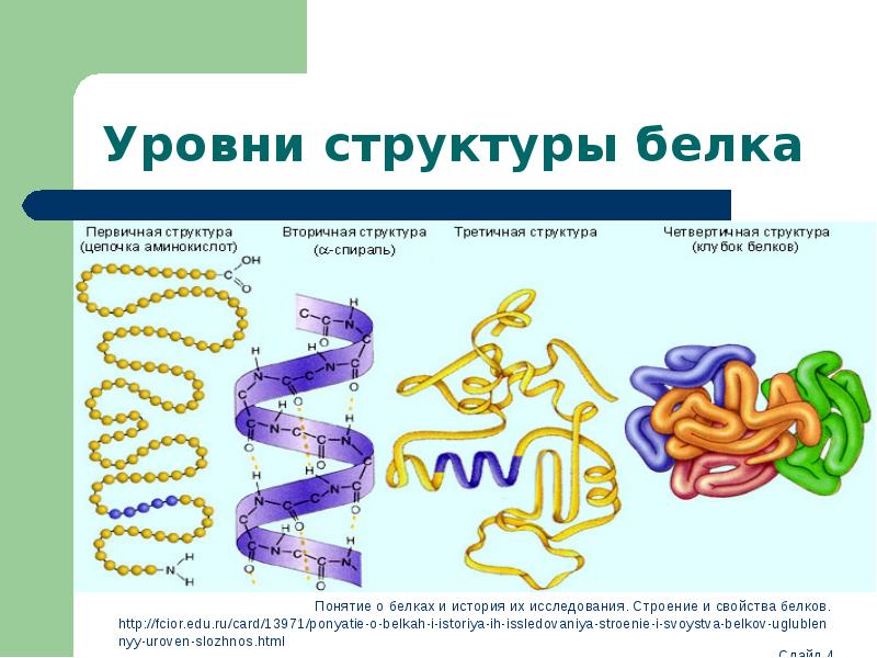 Презентация по белкам