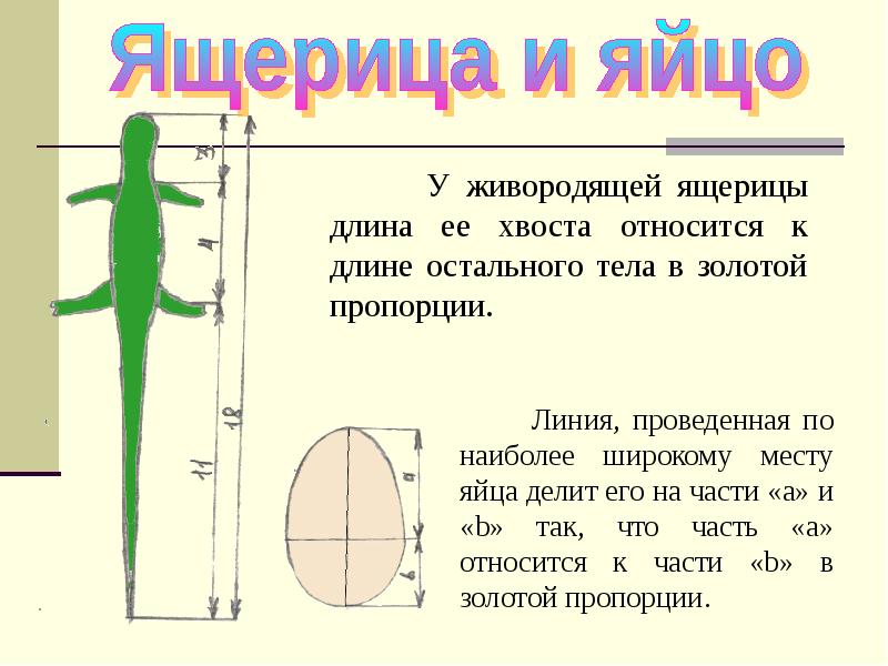 Q длина. Ящерица золотое сечение. Золотое сечение яйцо. Золотая пропорция ящерица. Золотое сечение в природе ящерица.