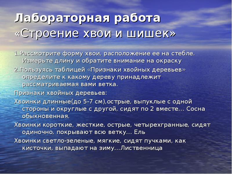 Строение хвои и шишек хвойных. Лабораторная работа строение хвои и шишек. Строение хвои и шишек хвойных лабораторная. Рассмотрите форму хвои расположение ее на стебле измерьте. Измерьте длину хвои и Обратите внимание на её окраску.