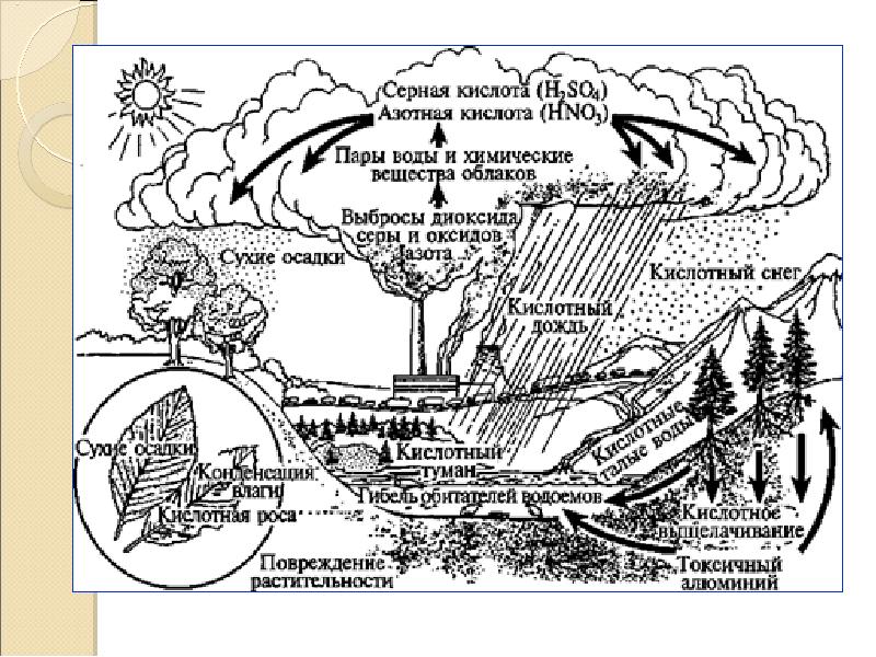 Воздействие серной кислоты. Схема механизм образования кислотных осадков. Экологические проблемы серной кислоты. Влияние сернистой кислоты на окружающую среду. Серные кислотные осадки.