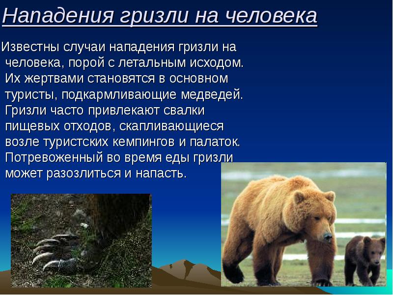 Реферат: Бурый медведь 2