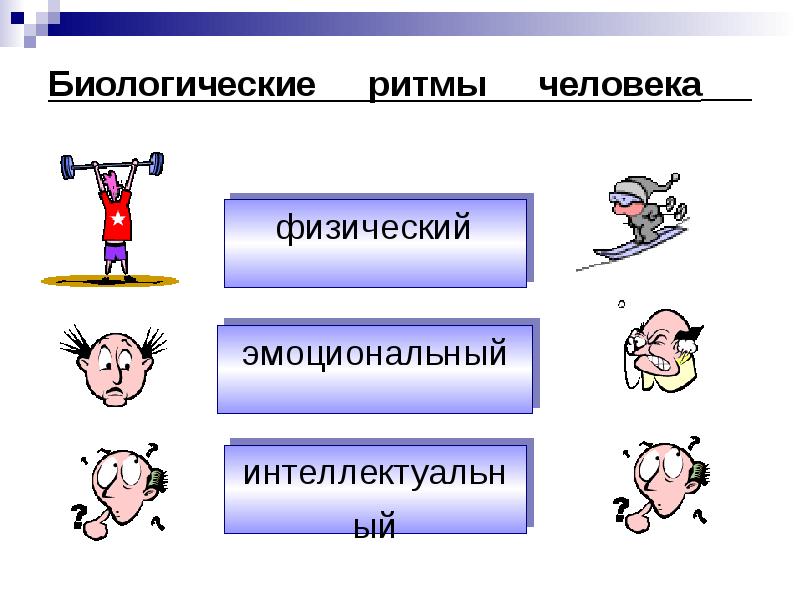 Проект биоритмы человека