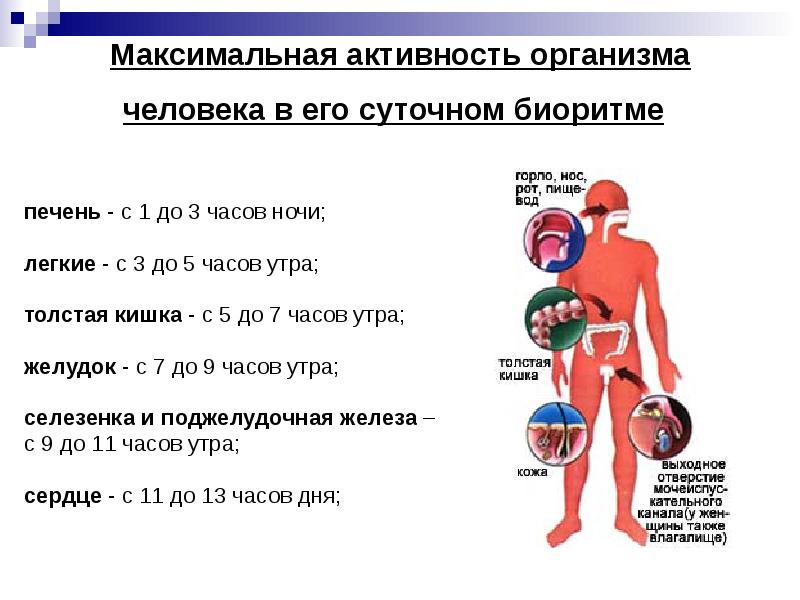 Выработка организмом органа. Биоритмы органов человека. Активность органов человека в суточном биоритме. Биологические часы человека. Суточные ритмы человека.