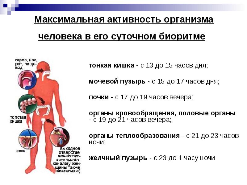 Активность организмов. Максимальная активность органов человека. Максимальная активность организма человека в его суточном биоритме. Активность органов человека в суточном биоритме. Время максимальной активности человека в его суточном биоритме.