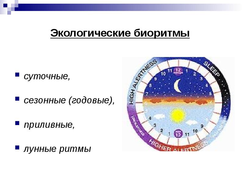 Проект по биологии биоритмы внутренние часы человека