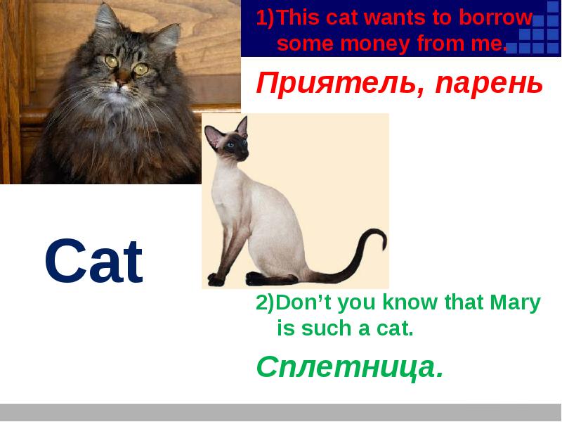 Кошка Сплетница. Составь вопрос Cat, a, funny, is, Mary. This is a Cat. 1 this is a cat