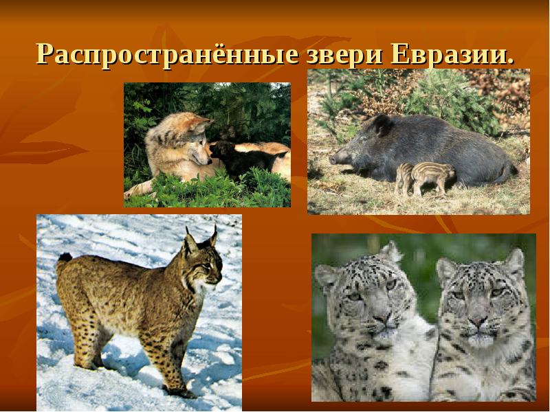 Кто живет в евразии. Животные Евразии. Животные материка Евразия. Растительный и животный мир Евразии. Животные которые обитают на материке Евразия.