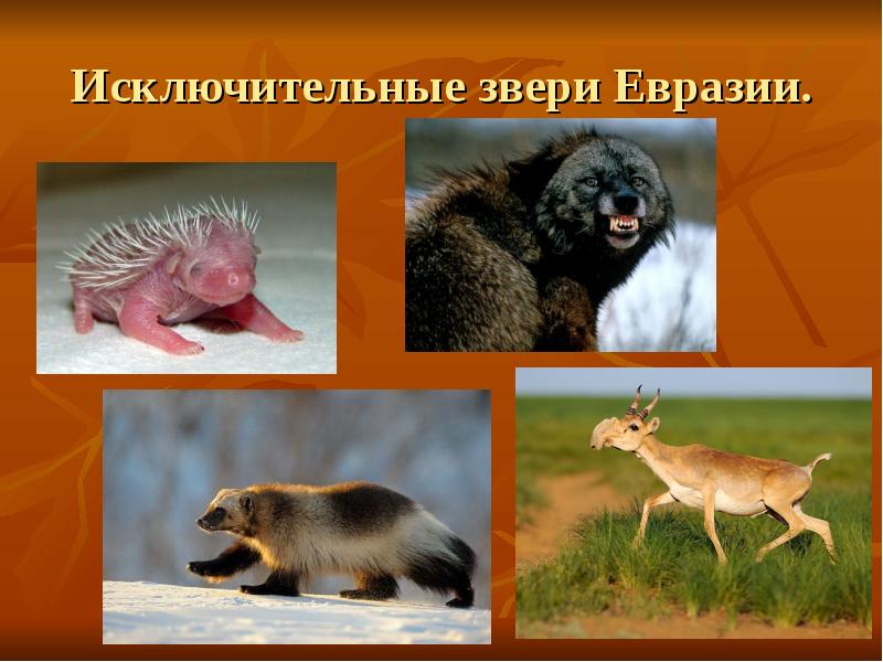 Животный мир евразии фото с названиями