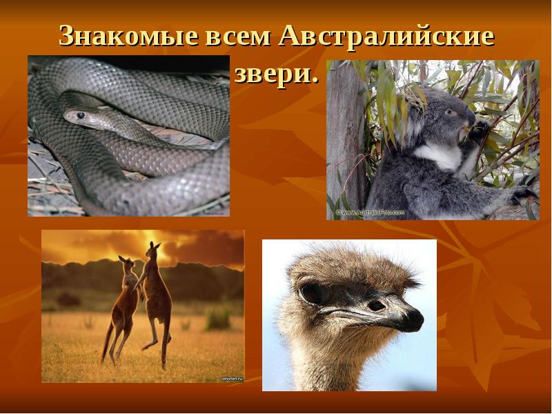 Фото Викторина Животные