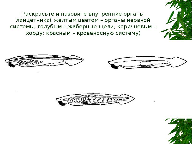 На рисунке раскрасьте внутренние органы ланцетника желтым органы нервной системы