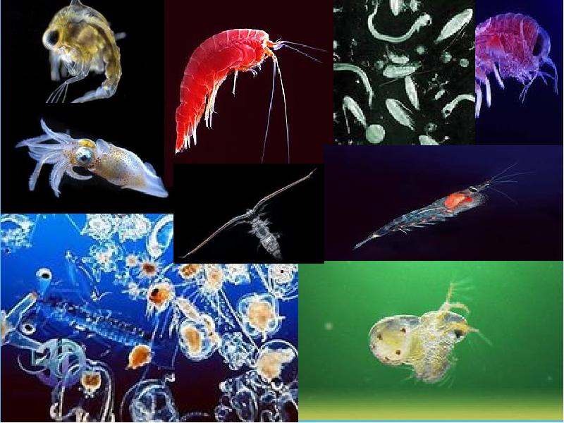 Зоопланктон уровень. Зоопланктон Нектон и бентос. Планктон Нектон бентос. Планктон фитопланктон зоопланктон бентос. Бентос планктон Нектон Литораль.