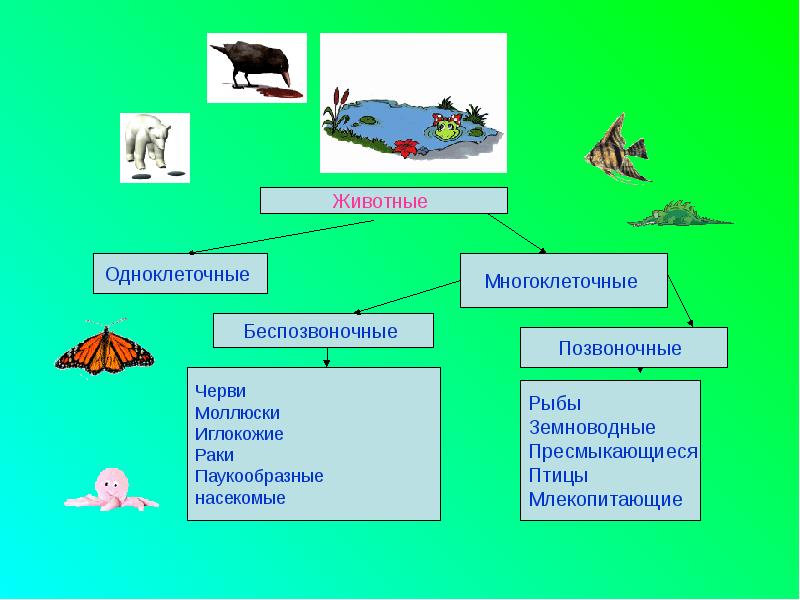 Разнообразие животных 3 класс конспект. Насекомые позвоночные или беспозвоночные. Классификация позвоночных и беспозвоночных. Беспозвоночные млекопитающие животные. Разнообразие многоклеточных животных.