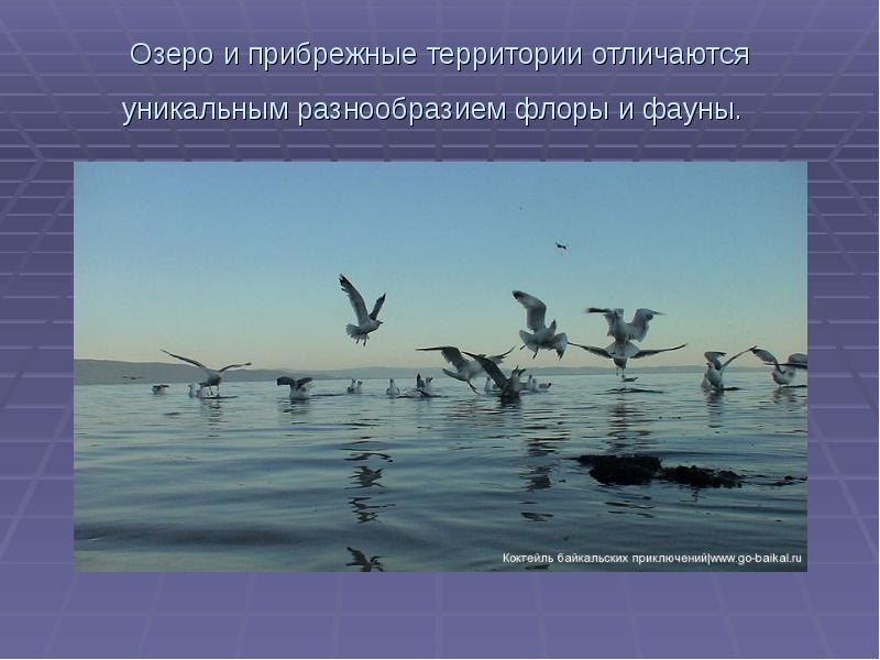 На разнообразие флоры и фауны влияют. Озера и прибрежные территории отличаются. Птицы Байкала презентация. В чем причины разнообразия Флоры и фауны.