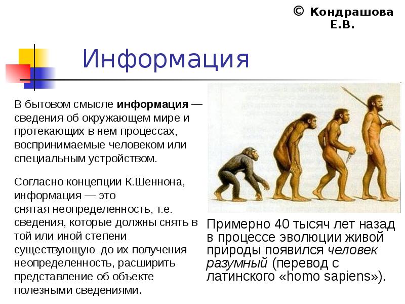 Homo sapiens перевод