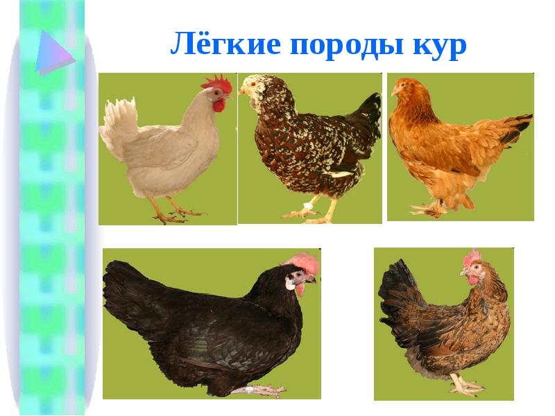 Породы куриц несушек с фотографиями