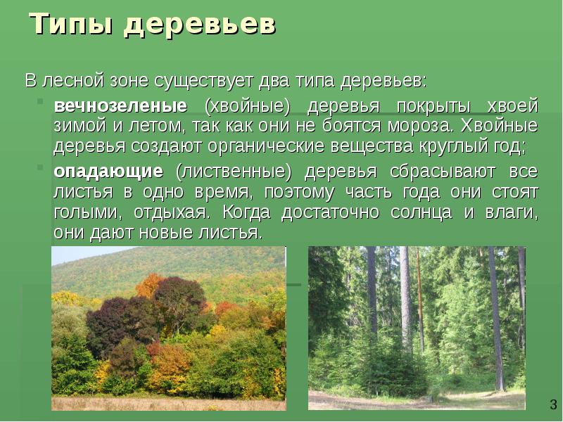 Все разновидности умеренного пояса. Растительный мир зоны лесов. Растительный мир Лесной зоны. Леса умеренного пояса растительный мир. Растения в лесах умеренного пояса.